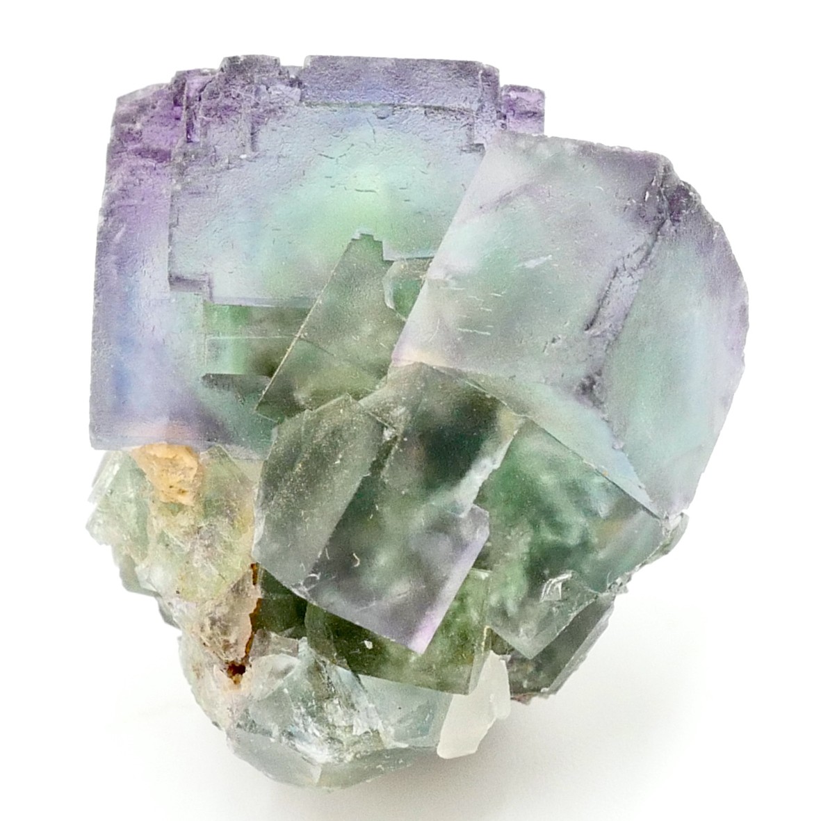 194 Bicolour Okorusu J